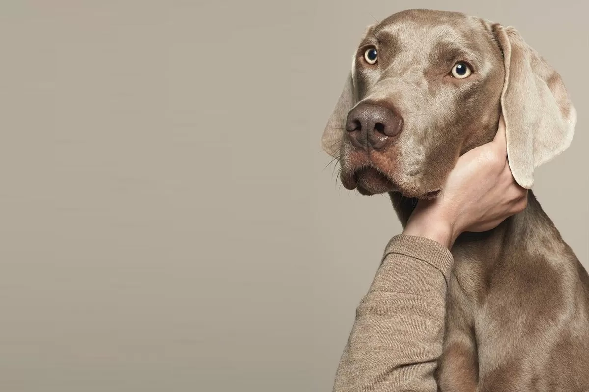 Evcil Hayvanla Feribot Yolculuğu: Kurallar ve Hazırlık Rehberi
